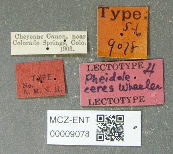 Media type: image;   Entomology 9078 Aspect: labels